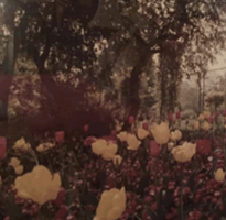Monet&apos;s Garden (Richard Ross, photographer)